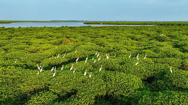 COP29：聚焦红树林生态系统保护，阿联酋引领全球合作-第2张图片-特色小吃